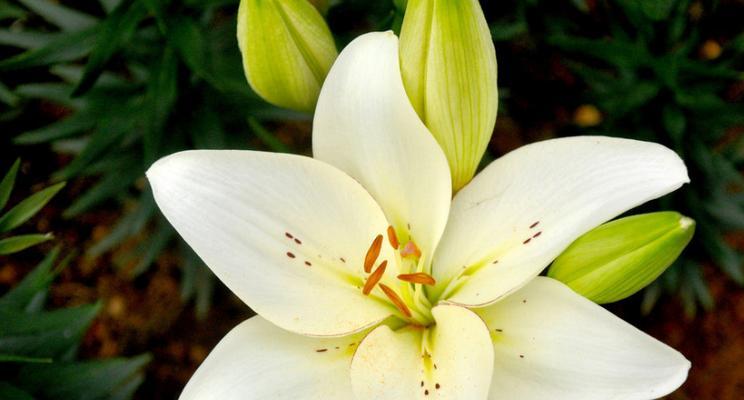 送白百合花所代表的深刻寓意（传递美好祝福的花语）