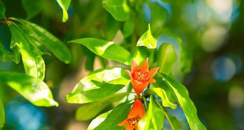 石榴花的光照需求（喜阳还是喜阴）