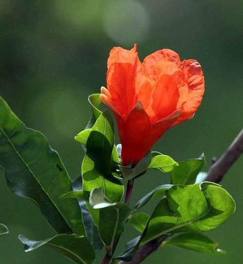 探秘石榴花香味的来源（石榴花香是从哪里来的）