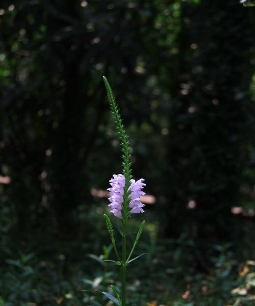 随意草的花语及其意义（探索随意草的花语）