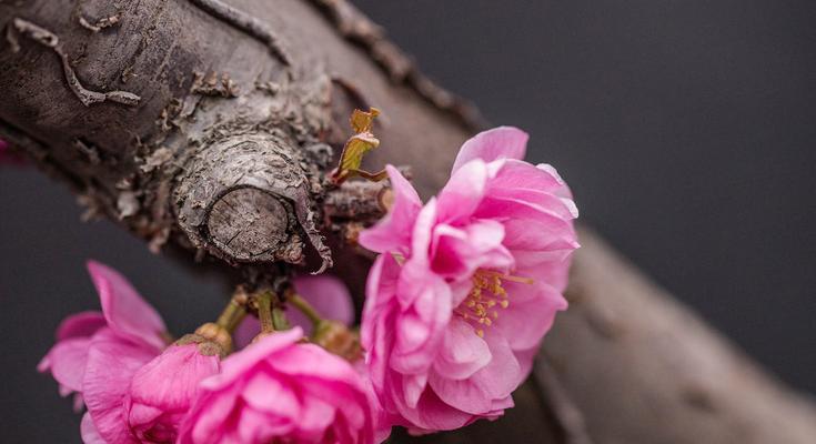 桃花的寓意与象征在古代的意义（桃花的传统象征与文化意义）