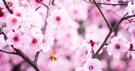 桃花花语（桃花寓意）