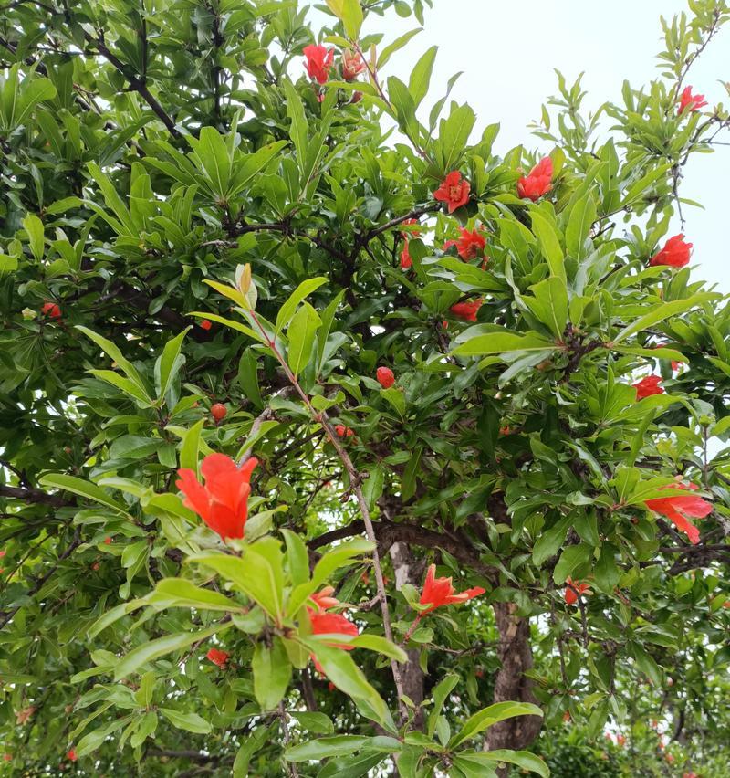 石榴树的开花结果时间探究（从开花到结果）