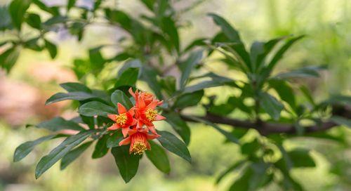 石榴树开花结果时间（探寻石榴树花期和结果期）