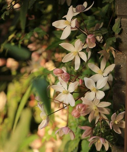 铁线莲花（探寻铁线莲花的花语及寓意）