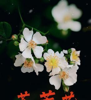 荼糜花花语及其象征意义（探索荼糜花的花语及文化背景）