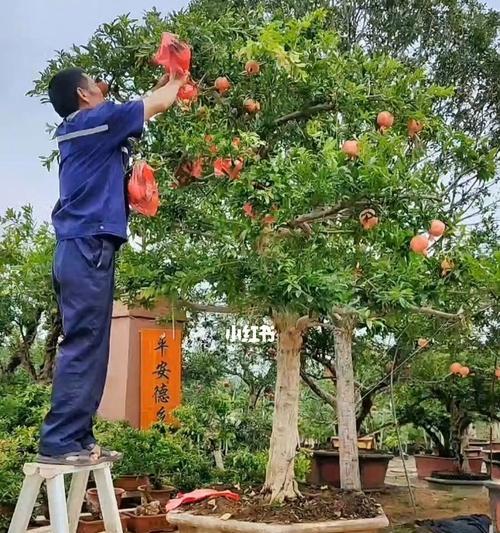 石榴树修剪指南（打造精美石榴树——从修剪枝叶开始）