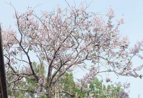 梧桐花的花语及其美丽传说（揭秘梧桐花的花语与寓意）