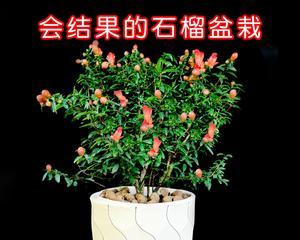 石榴盆栽的盆选与种植技巧（如何选择石榴盆）