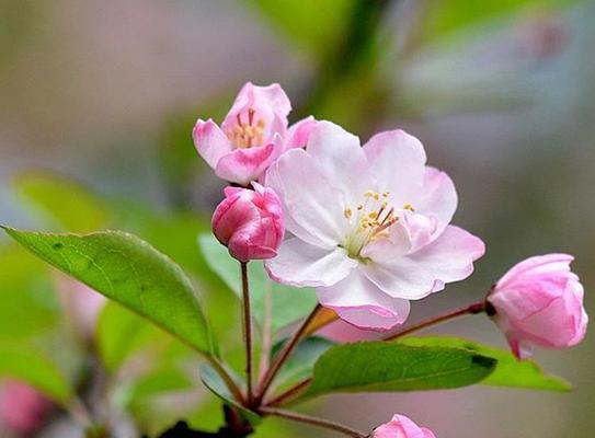 以西府海棠花语——花开寄予希望（以西府海棠）