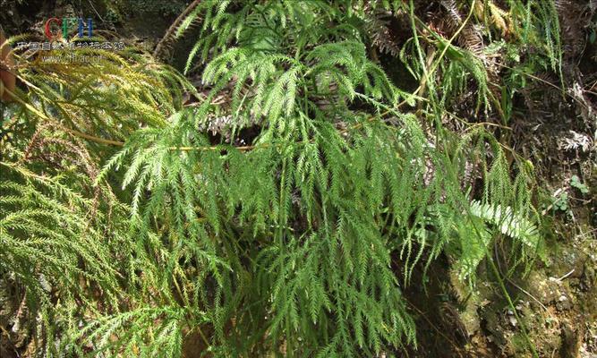 石松并非蕨类植物（揭开石松分类谜团）