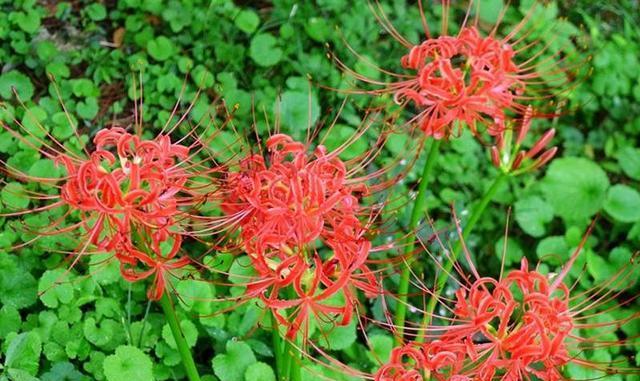 石蒜花的颜色及特点（揭秘石蒜花的神秘面纱）