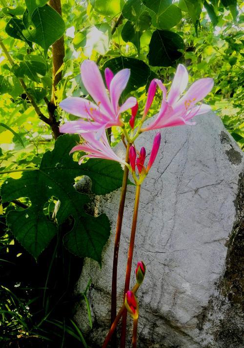 石蒜子的花期、繁殖方式、生长环境等问题解析（石蒜子的花期）