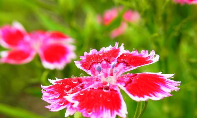 石竹花开花时间和花期详解（探秘石竹花的开花秘密）