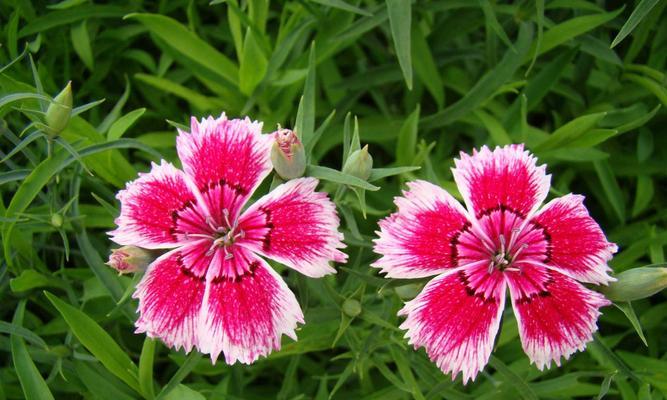 石竹花的生长特点（探秘石竹花一年开几次花的原因）