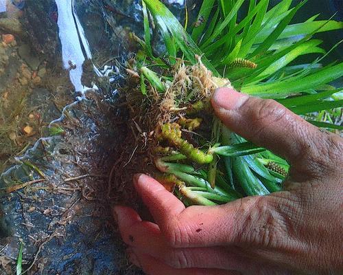 探究石菖蒲的植物属性（解析石菖蒲的生长特点与植物类别）