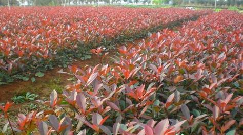 石楠植物（探究石楠植物的生态特性与分类特征）