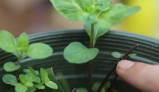 薄荷盆栽的浇水方法（轻松掌握）