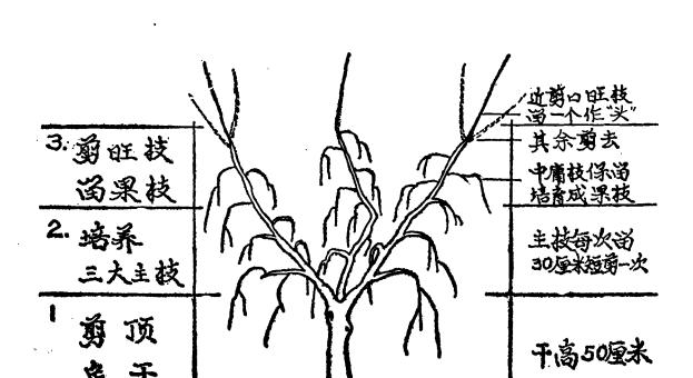 薄荷的剪枝修剪方法与图解（打造健康薄荷）