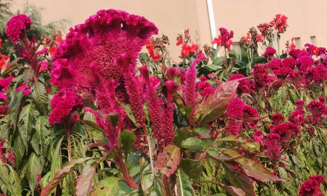 宝鸡市花是什么花？——探寻宝鸡市花的故事