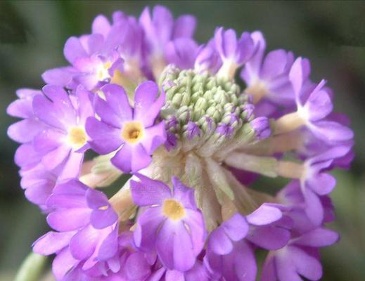 报春花并非多年生植物（揭秘报春花生长周期及特点）