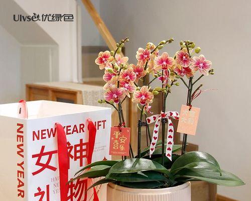 北方年宵花卉：红火中展春意