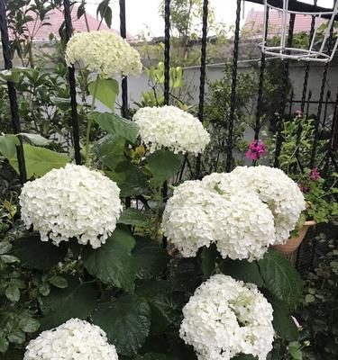 贝拉安娜绣球的开花频率（一年几次开花）