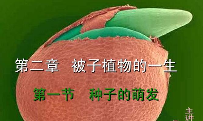 被子植物的种子结构与特点（了解被子植物种子的生长原理）