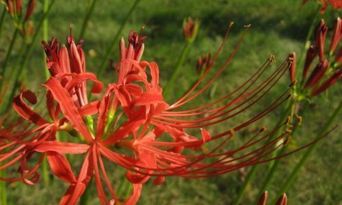 探秘彼岸花之神秘寓意（花开花落）