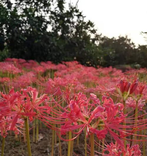 探究彼岸花的生长习性和生态环境（彼岸花的特点与生长条件）