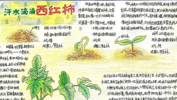 彼岸花的种球保存方法与种植时间剖析（保鲜冷藏与春季种植）