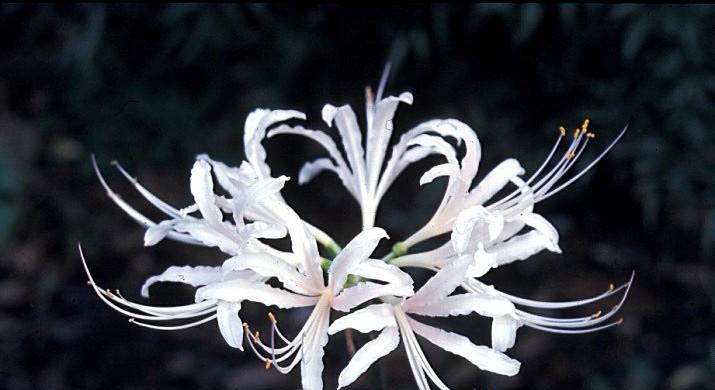 冬季养护彼岸花，让它们度过严寒季节（彼岸花在冬天会冻死吗）