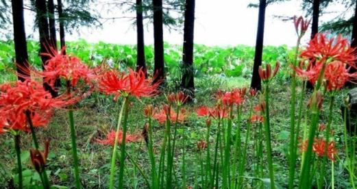 彼岸花的种植与养护（简单易学的彼岸花种植方法及养护要点）