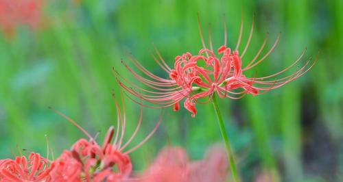 探秘彼岸花开的季节（揭秘彼岸花的奇妙生命）