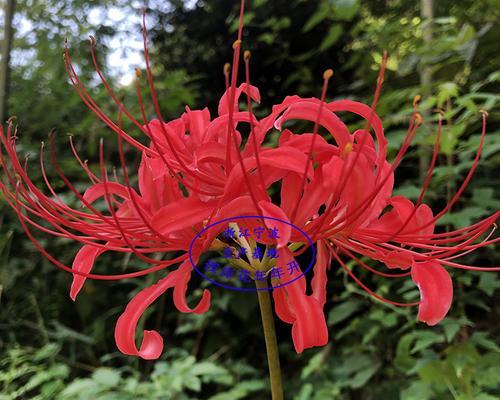 打造绝美花园，彼岸花配土方法与种植土壤全解析（用正确的土壤种植彼岸花）