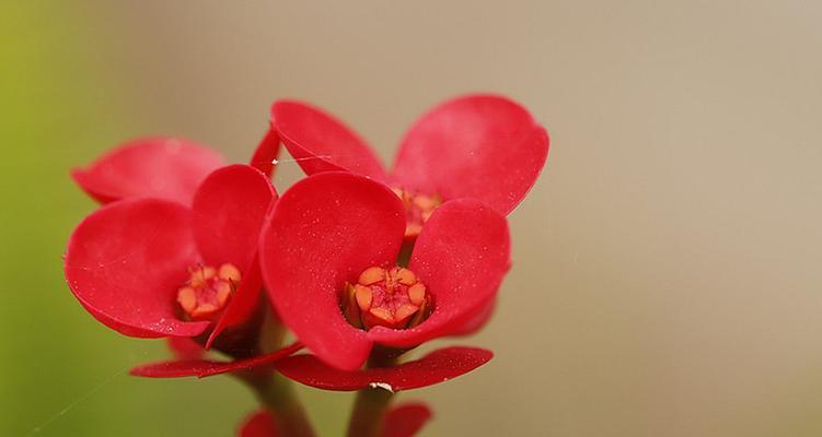 虎刺梅花语（虎刺梅花语的象征意义及人生启示）