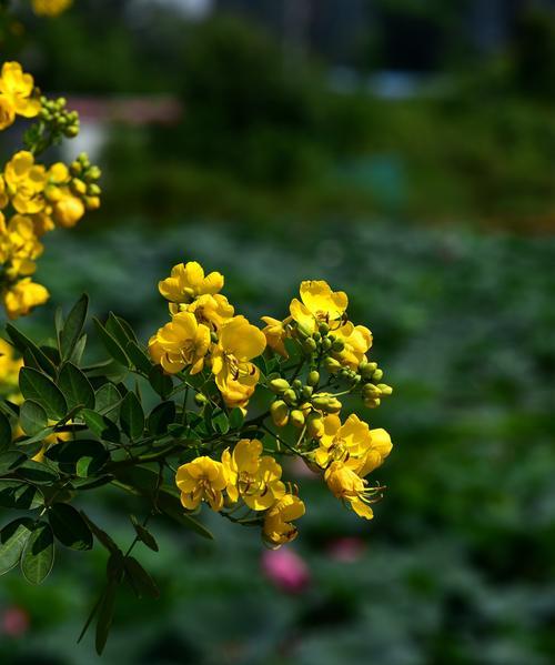 黄槐花的花语与意义（探寻黄槐花的独特魅力）