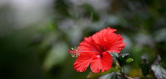 嘉兰花语的深刻含义（探索嘉兰花语的情感表达之道）