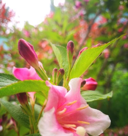 锦带花的文化背景（一种特殊的花语和丰富多彩的文化内涵）