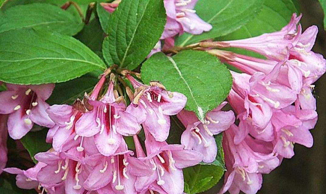 锦带花花语（探寻锦带花的诗意）