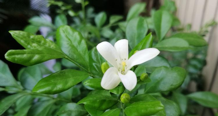 九里香（醉人香气）