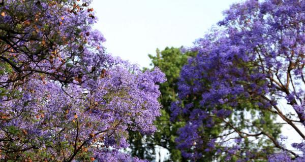 以蓝花楹的花语（神秘高贵的蓝花楹）