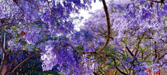 蓝花楹花语（探寻蓝花楹的花语）