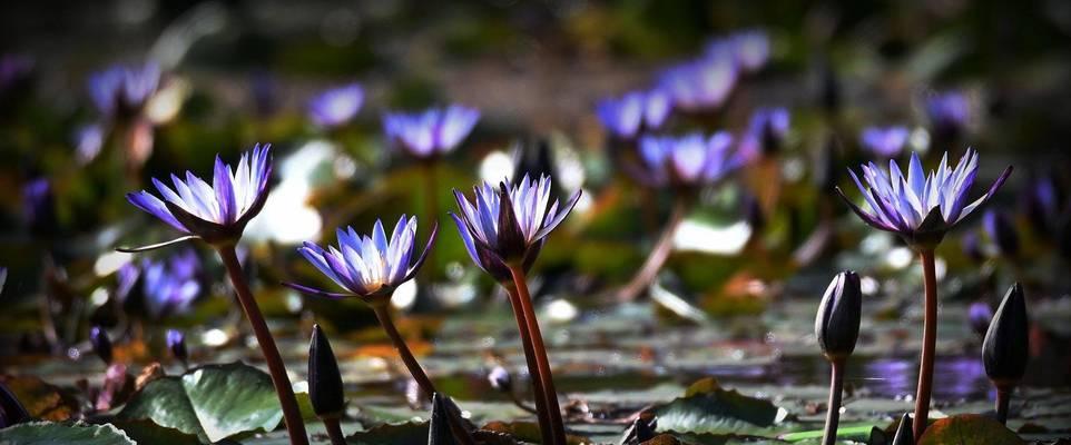 蓝莲花（探寻蓝莲花的花语与意义）