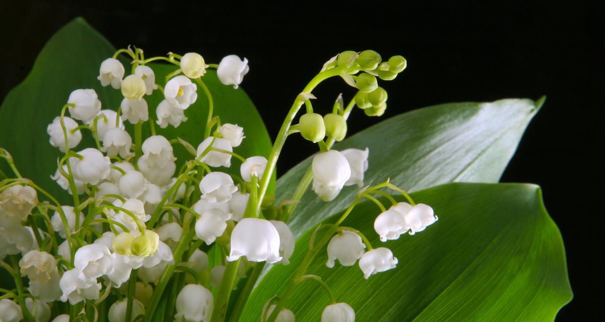 以蓝铃花的花语是什么（探寻蓝铃花的意义与象征）