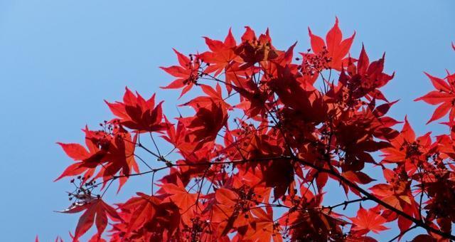 红枫花开的季节与特点（秋天的美丽红枫）