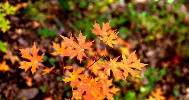 红枫花开的季节与特点（秋天的美丽红枫）