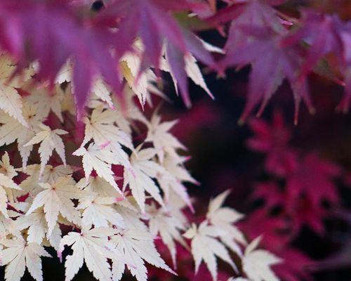 红枫树的开花奇观（探秘红枫树开花的美妙过程）