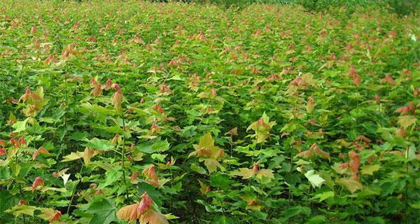 红枫种子的最佳种植时间（春季或秋季种植）