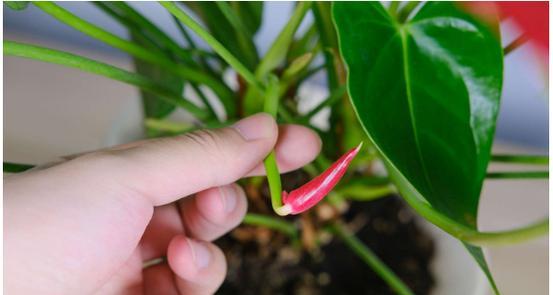 红鹤花叶子发黄的原因及解决方法（植物生长的必需元素）